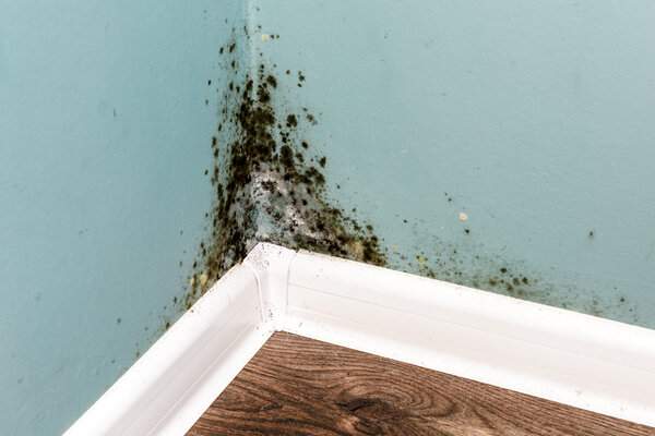 Mold and Mildew Clermont Home